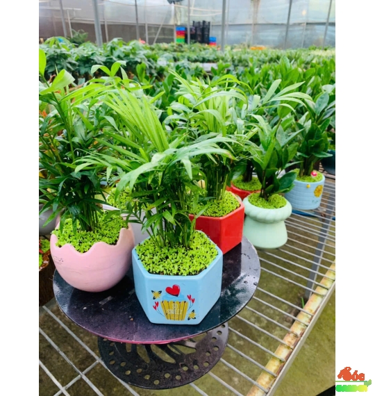 Cây Cau Tiểu Trâm để bàn phủ cỏ may mắn