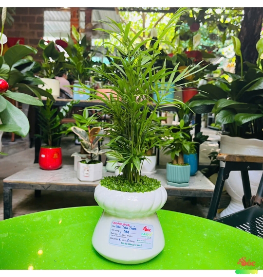 Cây Cau Tiểu Trâm để bàn phủ cỏ may mắn