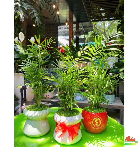 Cây Cau Tiểu Trâm để bàn phủ cỏ may mắn