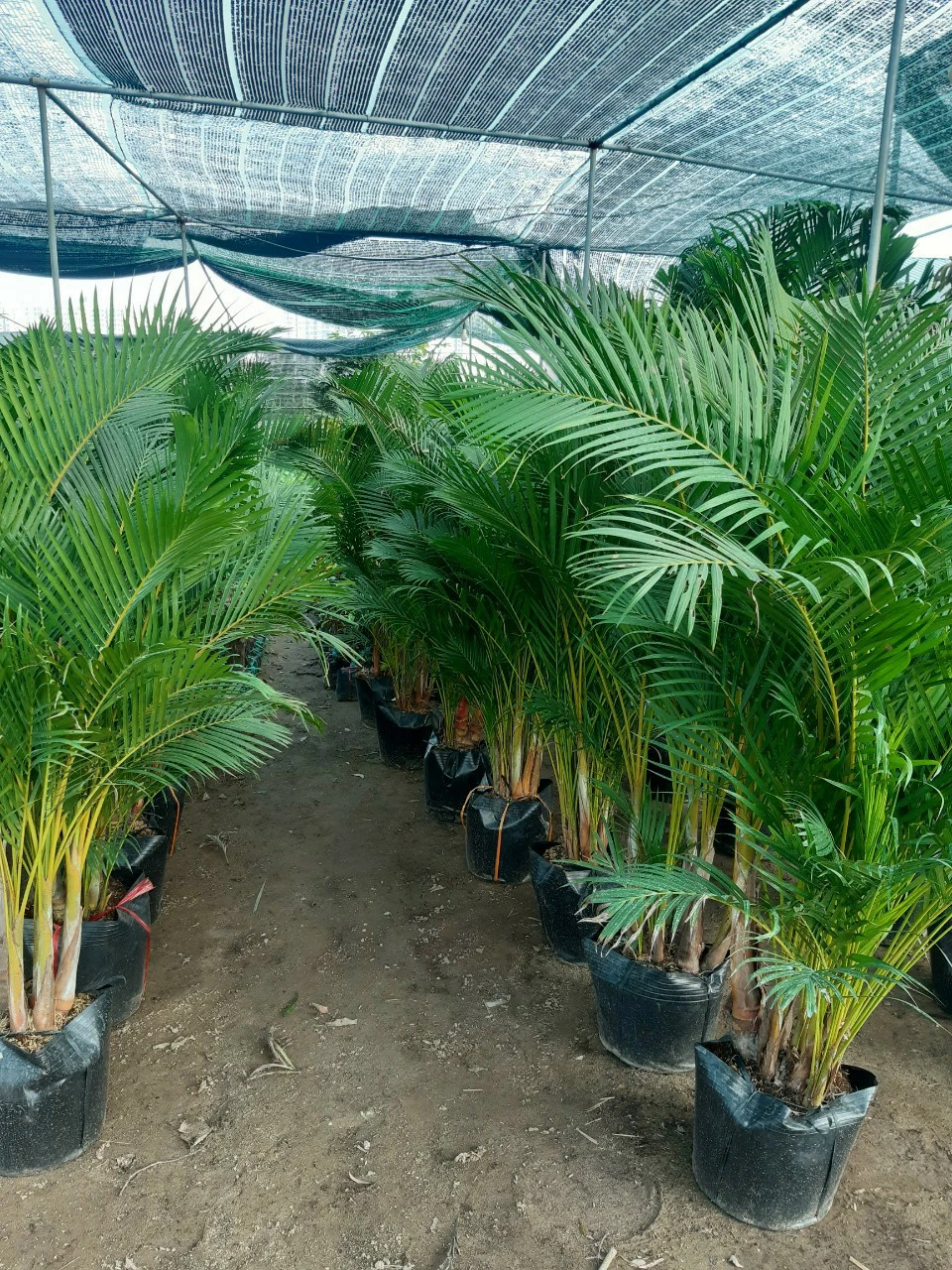 Cây Cau Vàng - Cau Nhật  - Cây văn phòng dễ trồng dễ chăm sóc