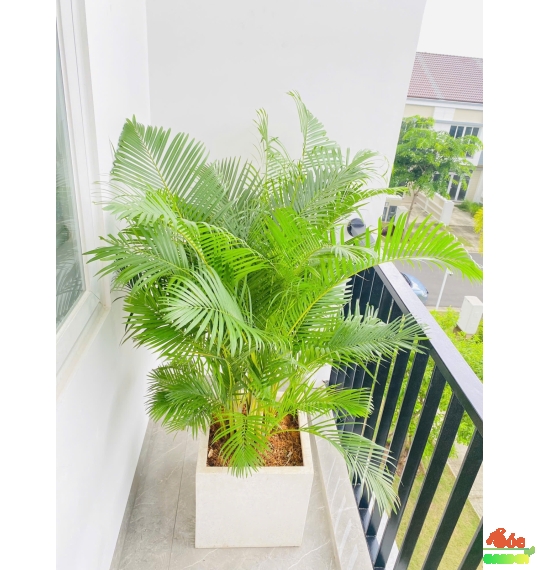 Chậu Xi Măng Đá Mài Vuông 40cmx40cm
