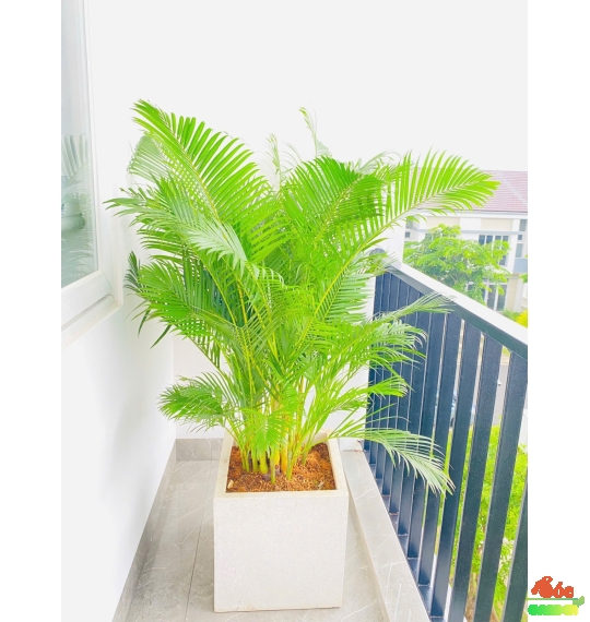 Cây Cau Vàng - Cau Nhật: Biểu Tượng Của Sự Phát Tài và Tinh Khiết