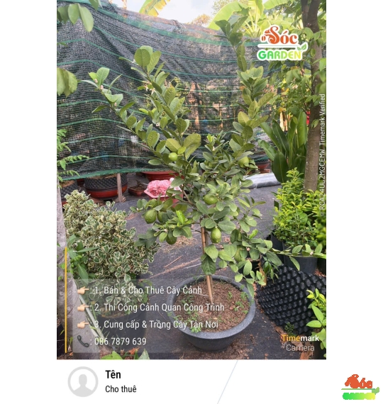 Cây Chanh Vàng Mỹ Trồng Ban Công Hay Sân Vườn Nắng