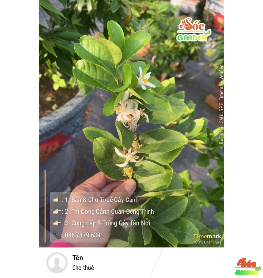Cây Chanh Vàng Mỹ Trồng Ban Công Hay Sân Vườn Nắng