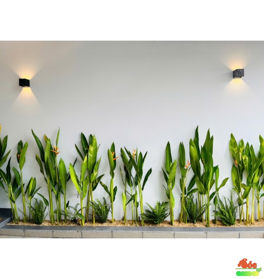 Cây Chuối Mỏ Két Thái- biểu tượng của sự may mắn và thịnh vượng