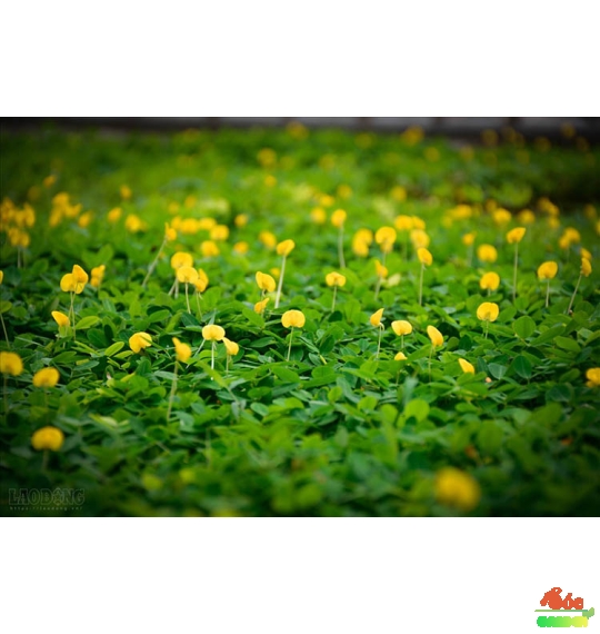 Cỏ Đậu Phộng Phủ Nền Sân Vườn Đẹp