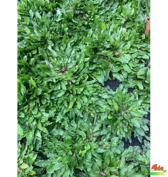  Cỏ Lá Gừng Thái với sức sống mạnh mẽ