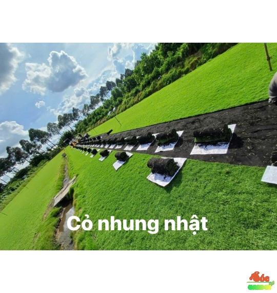 Cỏ nhung Nhật mang ý nghĩa sức sống bền bỉ, kiên trì và vươn lên không ngừng