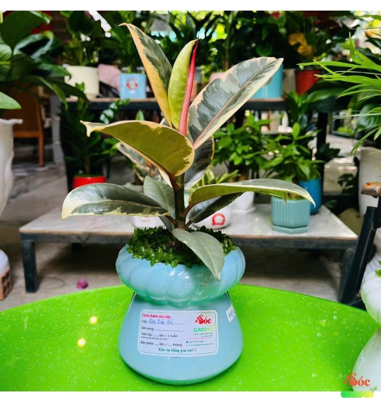 Cây Đa Búp Đỏ Cẩm Thạch 