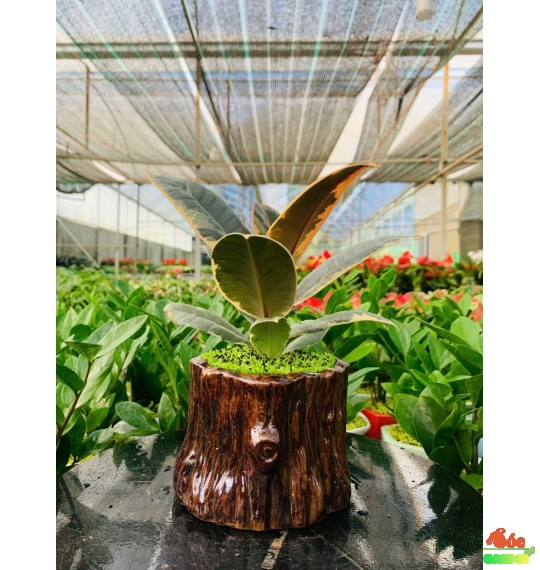 Cây Đa Búp Đỏ Cẩm Thạch 