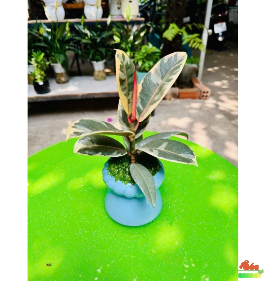 Cây Đa Búp Đỏ Cẩm Thạch 