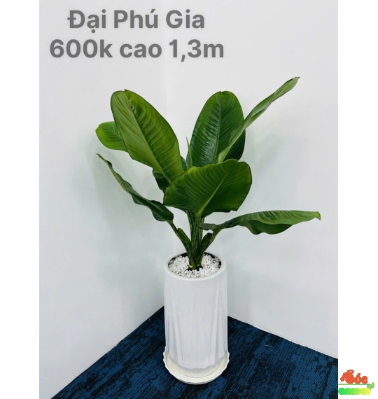 CÂY ĐẠI PHÚ GIA – loại cây sống tốt khi trồng trong văn phòng