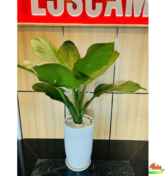 CÂY ĐẠI PHÚ GIA – một loại cây cảnh nội thất rất được ưa chuộng trồng trong văn phòng