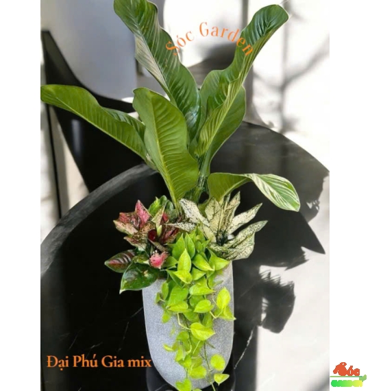 CÂY ĐẠI PHÚ GIA – CÂY PHONG THỦY LÁ LỚN MANG VƯỢNG KHÍ MẠNH MẼ