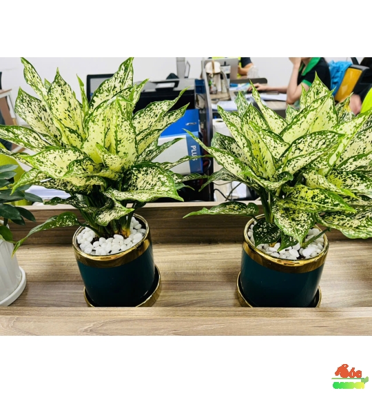 Cây Ngọc Ngân dễ trồng trong nhà và văn phòng