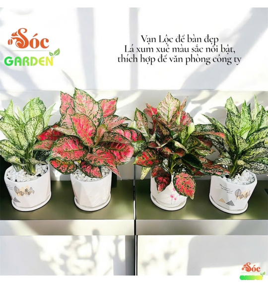 Cây Vạn Lộc Để Bàn: Cây Cảnh Phong Thủy Thu Hút Tài Lộc và May Mắn