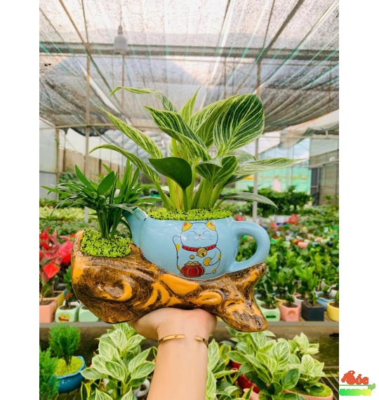 Cây Đế Vương Kim Cương Mini Để Bàn – Cây Cảnh Hợp Phong Thủy Cho Người Mệnh Mộc & Mệnh Hỏa