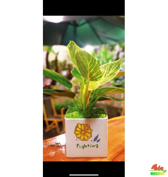 Cây Đế Vương Kim Cương Mini Để Bàn – Cây Cảnh Hợp Phong Thủy Cho Người Mệnh Mộc & Mệnh Hỏa