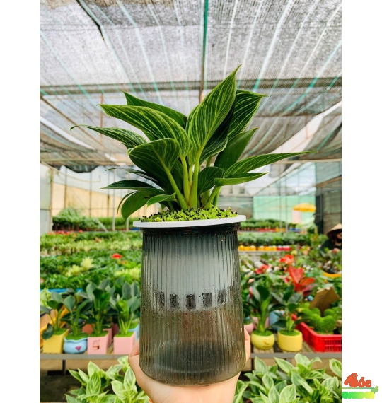 Cây Đế Vương Kim Cương Mini Để Bàn – Cây Cảnh Hợp Phong Thủy Cho Người Mệnh Mộc & Mệnh Hỏa