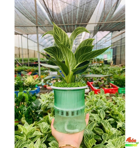 Cây Đế Vương Kim Cương Mini Để Bàn – Cây Cảnh Hợp Phong Thủy Cho Người Mệnh Mộc & Mệnh Hỏa