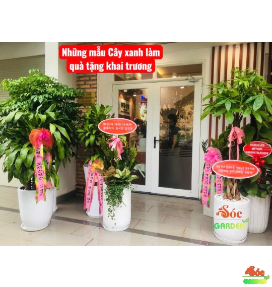 Cây Kim Tiền Phối Kết – Quà Tặng Sang Trọng, Chiêu Tài Phát Lộc