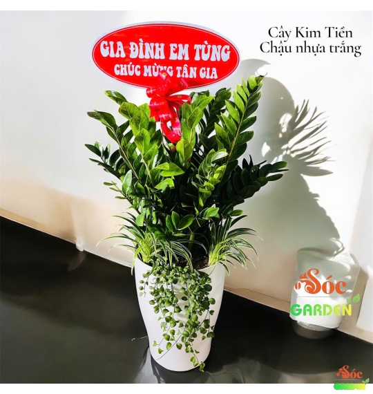 Cây Kim Tiền – Thu hút may mắn & sung túc - Quà tặng giá chỉ từ 400k
