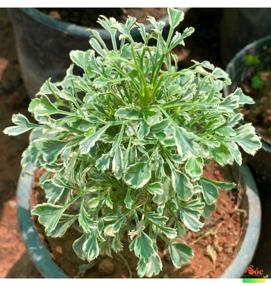 Cây Đinh Lăng Cẩm Thạch nổi bật với màu sắc lá đặc biệt