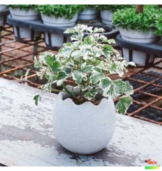 Cây Đinh Lăng Cẩm Thạch nổi bật với màu sắc lá đặc biệt