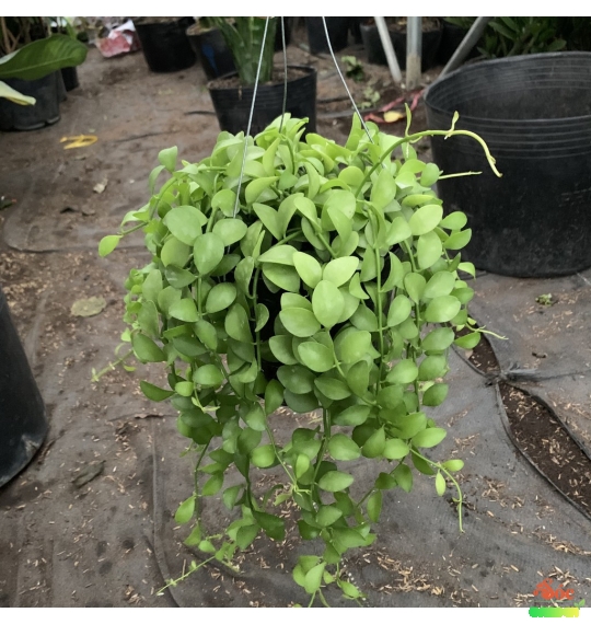 Cây Đô La trồng chậu treo đẹp
