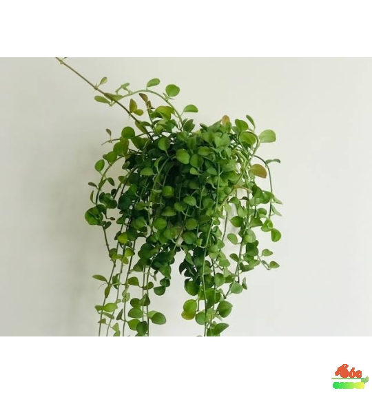 Cây Đô La trồng chậu treo đẹp