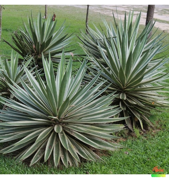 Cây Dứa Vạn Phát - Cây decor tiểu cảnh phong cách địa trung Hải