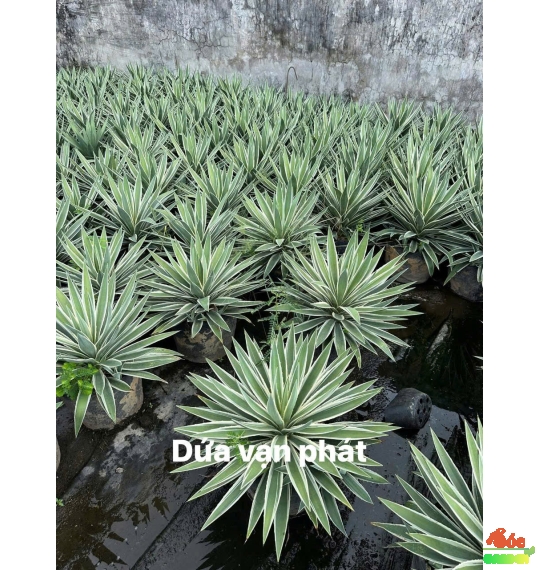 cay-dua-van-phat-lam-khong-gian-tro-nen-tuoi-moi-va-sang-trong