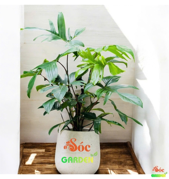 Cây Én Xanh - Loại Cây kiểng lá decor quán Cafe nhà hàng ấn tượng dễ chăm