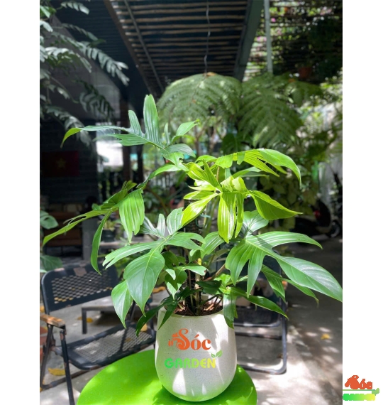 Cây Én Xanh - Loại Cây kiểng lá decor quán Cafe nhà hàng ấn tượng dễ chăm