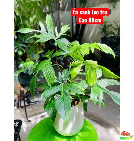 Cây Én Xanh - Loại Cây kiểng lá decor quán Cafe nhà hàng ấn tượng dễ chăm