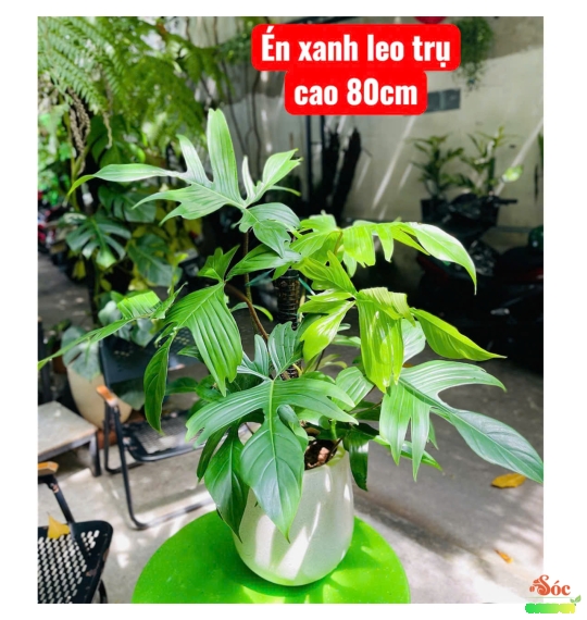 Cây Én Xanh - Loại Cây kiểng lá decor quán Cafe nhà hàng ấn tượng dễ chăm