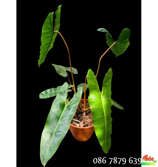 Cây Hạc Chân Cam – Lựa chọn phong thủy, làm đẹp không gian sống