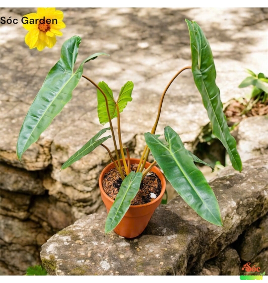 Cây Hạc Chân Cam – Lựa chọn phong thủy, làm đẹp không gian sống