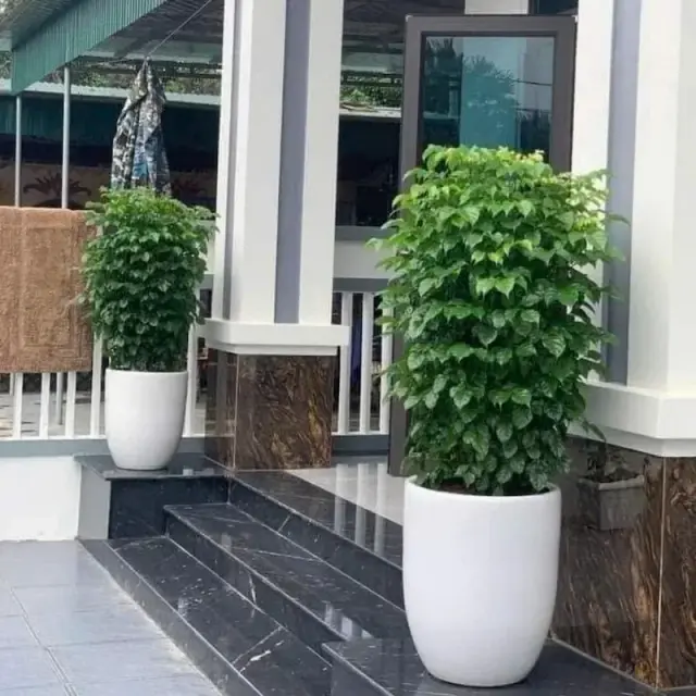 Cây Hạnh Phúc – Bí Quyết Mang Lại Sự An Lành và Thịnh Vượng Cho Không Gian Sống