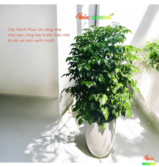 Cây Hạnh Phúc – Bí Quyết Mang Lại Sự An Lành và Thịnh Vượng Cho Không Gian Sống