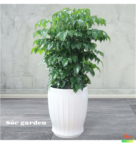 Cây Hạnh Phúc – Bí Quyết Mang Lại Sự An Lành và Thịnh Vượng Cho Không Gian Sống