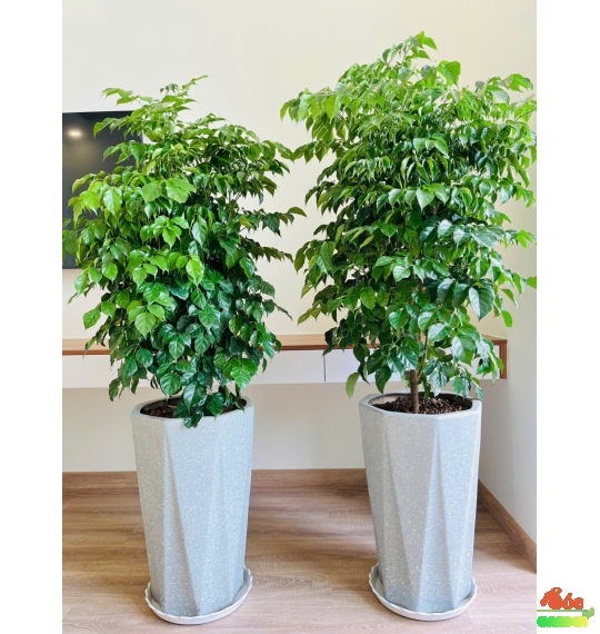 Cây Hạnh Phúc – Bí Quyết Mang Lại Sự An Lành và Thịnh Vượng Cho Không Gian Sống