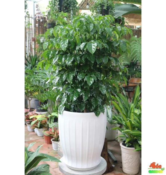 Cây Hạnh Phúc – Bí Quyết Mang Lại Sự An Lành và Thịnh Vượng Cho Không Gian Sống