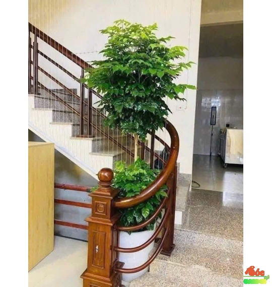 Cây Hạnh Phúc Hai Tầng – Cây Trồng Trước Hiên Nhà, Ban Công, Sảnh Công Ty