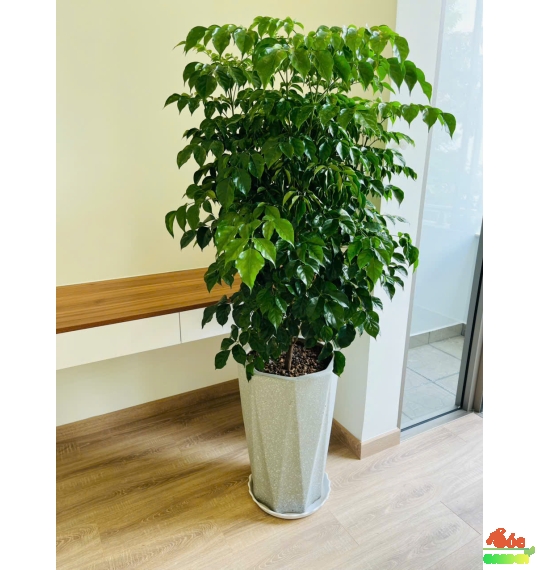 Cây Hạnh Phúc – Bí Quyết Mang Lại Sự An Lành và Thịnh Vượng Cho Không Gian Sống