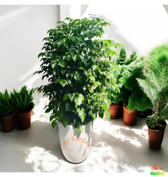 Cây Hạnh Phúc – Bí Quyết Mang Lại Sự An Lành và Thịnh Vượng Cho Không Gian Sống