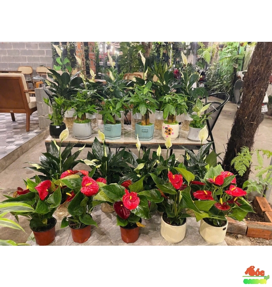 CÂY HOA HỒNG MÔN