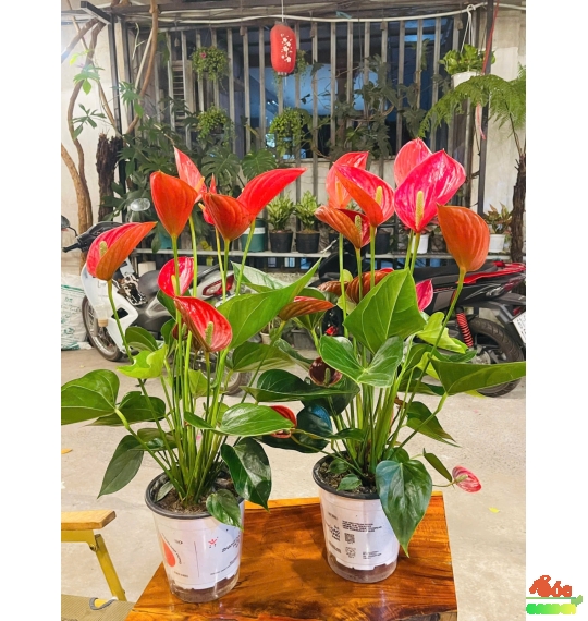 CÂY HOA HỒNG MÔN THIÊN NGA TINH TẾ - THANH LỊCH 