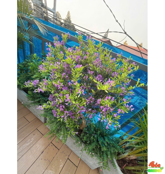 Hoa Linh San Tím