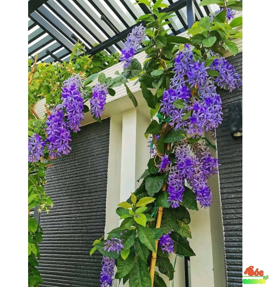 Cây Mai Thái Xanh gốc già 